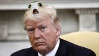 Trump Porg Hair