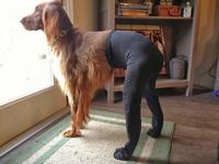 Dog Pant Posting
