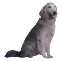 Dog.png