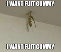 IWANT FUIT GUMMY IWANT FUIT GUMMY