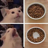 Hooman! I'm starving!