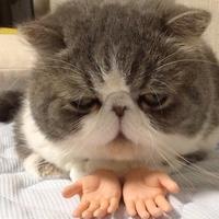 grey and white cat close up