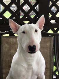 Nelson the Bull Terrier / Walter