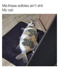 Me:these edibles ain't s--- My cat:
