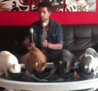 Bongo Cats 