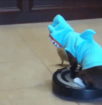 The Roomba Duck Cat-Shark Chase is ON