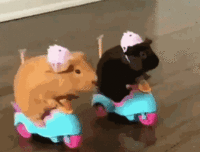 and the Hamster Race is ON