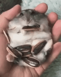 Sunflower seeds