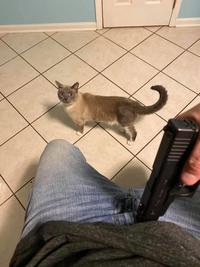 Cat watching the gun holder