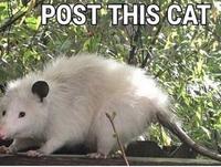 POST THIS CAT