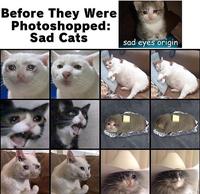 Before They Were Photoshopped: Sad Cats sad eyes origin VE VE