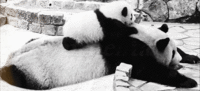 Mom Panda Is Hard Work Too