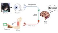 Sensory Neuron Tomoko Stimulus Receptor Relay Neuron Brain (CNS) Motor Neuron Response Effector