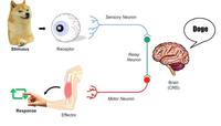 Sensory Neuron Doge Stimulus Receptor Relay Neuron Brain (CNS) Motor Neuron Response Effector