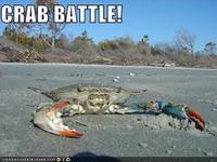 CRAB BATTLE! ICANHASCHEIZEURGER.COM