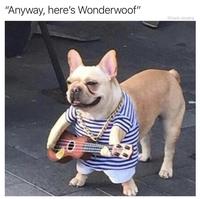"Anyway, here's Wonderwoof" @tank.sinatra