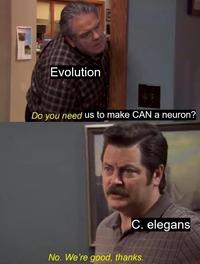 Evolution Do you need us to make CAN a neuron? C. elegans No. We're good, thanks.