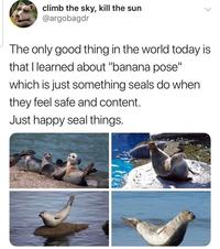 climb the sky, kill the sun @argobagdr The only good thing in the world today is that I learned about "banana pose" which is just something seals do when they feel safe and content. Just happy seal things.