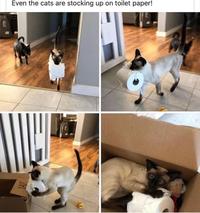 Even the cats are stocking up on toilet paper!