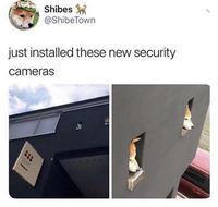 They always watch