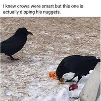 I knew crows were smart but this one is actually dipping his nuggets.