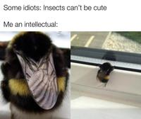 Some idiots: Insects can't be cute Me an intellectual: