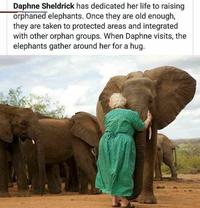 Daphne Sheldrick has dedicated her life to raising orphaned elephants. Once they are old enough, they are taken to protected areas and integrated with other orphan groups. When Daphne visits, the elephants gather around her for a hug.