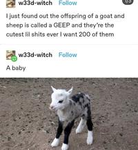 w33d-witch Follow 1/3 I just found out the offspring of a goat and sheep is called a GEEP and they're the cutest lil s---- ever I want 200 of them w33d-witch Follow A baby
