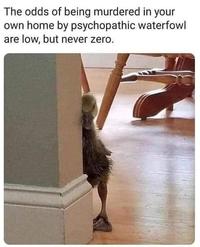 The odds of being murdered in your own home by psychopathic waterfowl are low, but never zero.