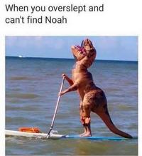 When you overslept and can't find Noah