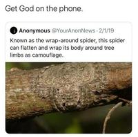 Get God on the phone. Anonymous @YourAnonNews · 2/1/19 Known as the wrap-around spider, this spider can flatten and wrap its body around tree limbs as camouflage.