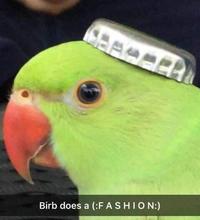 Birb does a (:FASHION:)