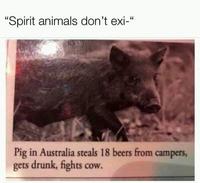 "Spirit animals don't exi-" Pig in Australia steals 18 beers from campers, gets drunk, fights cow. cow.