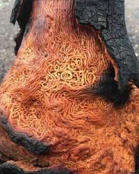 A tree's vascular system after it got struck by lightning