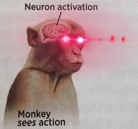 Neuron activation Monkey sees action