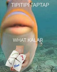 TIPITIPI TAPTAP WHAT KALAR Blue pod Black