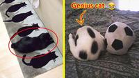 Genius cat Cat Kitten Vertebrate Textile Carnivore Mammal Panda Cat Terrestrial animal Pet supply