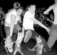 Cockroach Mosh