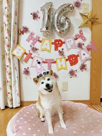 16 AP TH ** Dog White Textile Carnivore Yellow Pink Dog breed Fawn Dog supply Companion dog Picture frame Flooring Pet supply Art Ornament Pattern Dishware Collar