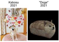 Kabosu 2021 "Doge" 2021 THE Dog Couch Textile Carnivore Rectangle Fawn Cat Dog supply Font Companion dog Whiskers Art