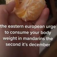 the eastern european urge to consume your body weight in mandarins the second it's december