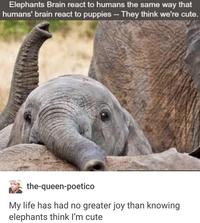 Elephants Brain react to humans the same way that humans' brain react to puppies - They think we're cute. the-queen-poetico My life has had no greater joy than knowing elephants think I'm cute