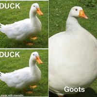 DUCK DUCK Goots made with mematic