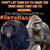 DON'T LET THEM DO TO HANK THE TANK WHAT THEY DID TO HARAMBE. Tell @CaliforniaDFW to #SaveHank #NeverForget