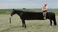 Putin's Long Horse