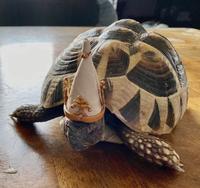 IRL Pope Turtle