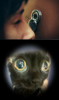 Jinx the Cat meme