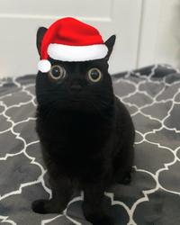 Jinx the Cat santa hat
