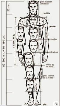 parte superior del cráneo barbilla pezones ombligo entrepierna puntas de los dedos parte inferior de la rodilla piso 1/9 200 mm. = 1/1 180 cm. 25 mm. 3 CABEZAS Y% CABEZAS CABEZAS 14CABEZAS CABEZAS