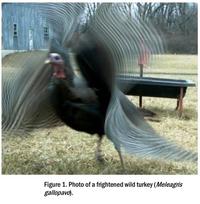 Figure 1. Photo of a frightened wild turkey (Meleagris gallopavo).